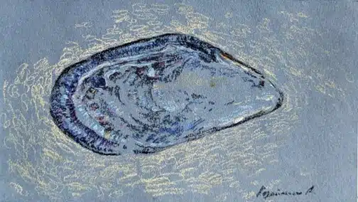 пастель на голубой серой бумаге ракушка мидия рисунок